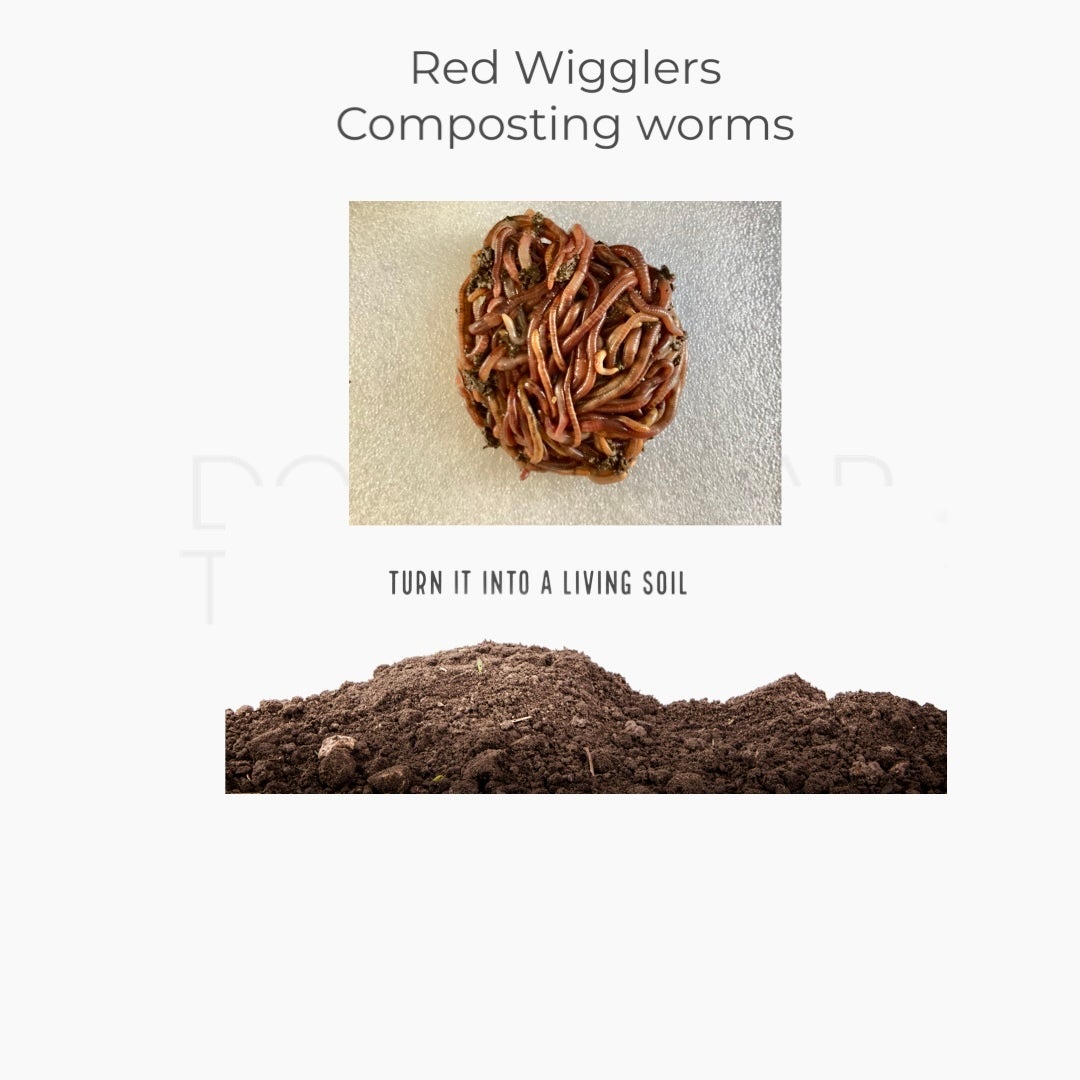 Red Wigglers Free Shipping